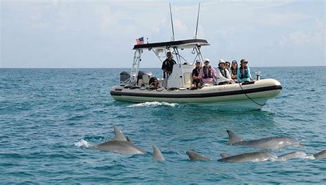 palm beach dolphin tours